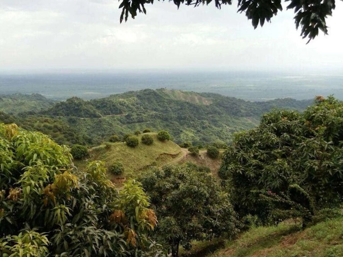 colombian-mango-orchard-export-quality-fruit